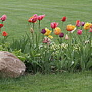 Tulip And Hosta Garden Poster