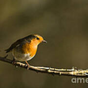 Robin Poster