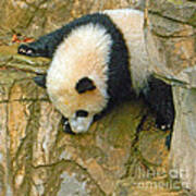 Rock Climbing - Baby Bao Bao To The Rescue Poster