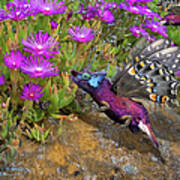 Rock Flower Birguana Fly Poster