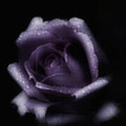Romantic Purple Rose Poster