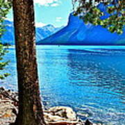 Rooted In Lake Minnewanka Poster