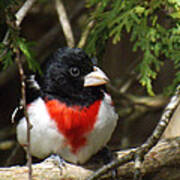 Rose Breasted Grosbeak Perched Poster