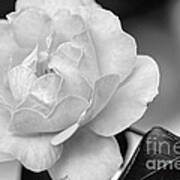 Rose In Black And White By Kaye Menner Poster