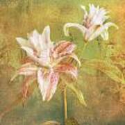 Rose Lily Silk Poster