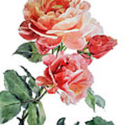 Watercolor Of Red Roses On A Stem I Call Rose Maurice Corens Poster