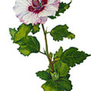 Rose Of Sharon - Hibiscus Syriacus Poster