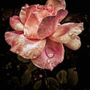 Rose Petals With Raindrops Poster