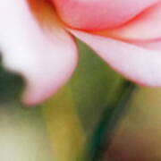 Rose (rosa 'queen Elizabeth') Poster