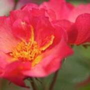 Rose (rosa 'yann Arthus-bertrand') Flowers Poster