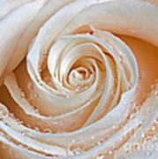 Rose Swirls And Dew Poster