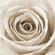 Rose With Water Droplets - Sepia Poster