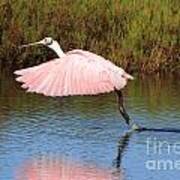 Roseate Spoonbill Poster