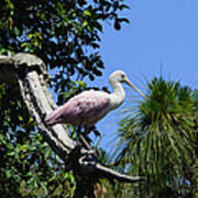 Roseate Spoonbill On Snag Poster