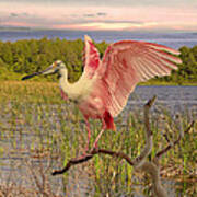 Roseate Spoonbill At Lake St. George Poster