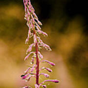 Rosebay Willowherb Poster