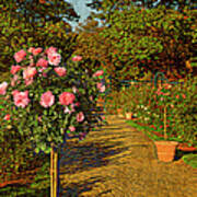 Roses In The Garden Poster