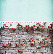 Roses On A Wall Poster
