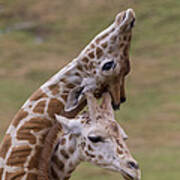 Rothschild Giraffe Calves Necking Poster