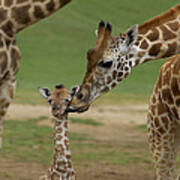 Rothschild Giraffe Mother Kissing Calf Poster
