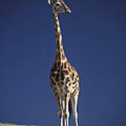 Rothschild Giraffe Portrait Poster