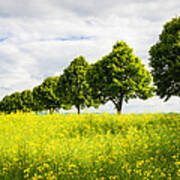 Row Of Trees In Spring Landscape Green And Yellow Poster
