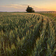 Rows Of Barley At Sunset Poster