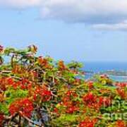 Royal Poinciana View Poster