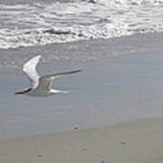 Royal Tern In Flight Poster