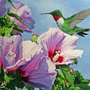 Ruby-throated Hummingbird Poster