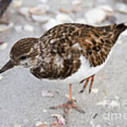 Ruddy Turnstone Poster