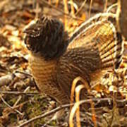 Ruffed Grouse Display Poster