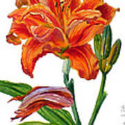 Ruffled Orange Daylily - Hemerocallis Poster
