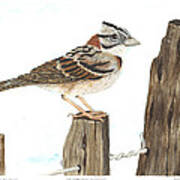 Rufous-collared Sparrow Poster