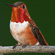 Rufous Hummingbird Poster