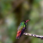 Rufous-tailed Hummingbird Poster