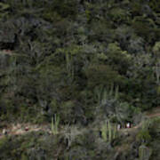 Runners Climb Single Track Trail Poster