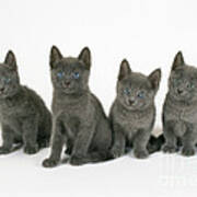 Russian Blue Kittens Poster