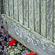 Rustic Fence And Flowers Poster