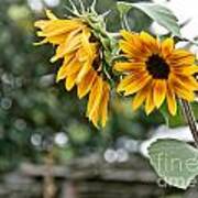 Rustic Sunflowers Poster