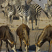 Sable Antelope At Waterhole Africa Poster