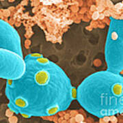 Saccharomyces Cerevisiae Sem Poster