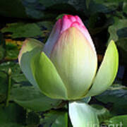 Sacred Tulip Lotus Poster