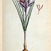 Saffron Plant Poster
