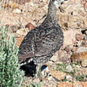 Sage Grouse Poster