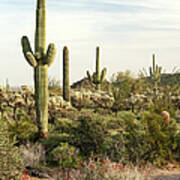 Saguaro Cactus, Arizona,usa Poster