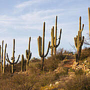 Saguaro Cactus At Sunset Poster