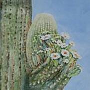 Saguaro Cactus In Bloom Poster