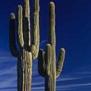 Saguaro Cactus Sunset Arizona State Usa Poster