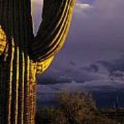 Saguaro Cactus Sunset At Dusk Arizona State Usa Poster